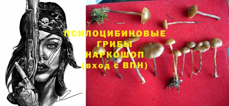 хочу   Белореченск  Галлюциногенные грибы Cubensis 